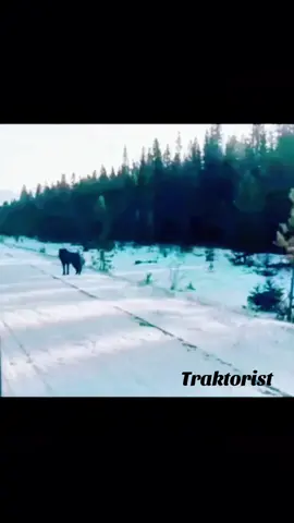 За всё придётся отвечать. Сегодня ты можешь думать, что поступки безнаказанны, но здоровье не вечно, жизнь не бесконечна. Смерти не избежать. И однажды, лёжа на смертном одре, тебе придётся встретиться лицом к лицу со всеми своими делами, словами и решениями. В этот момент уже не будет оправданий. И в этом у меня нет ни малейшего сомнения. Автор текста и озвучки: Traktorist #Traktorist #чеченцы #кавказ #нохчи #нохчалла 