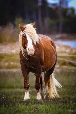 Riptide came to say hello #chincoteague #riptide #wildhorses 