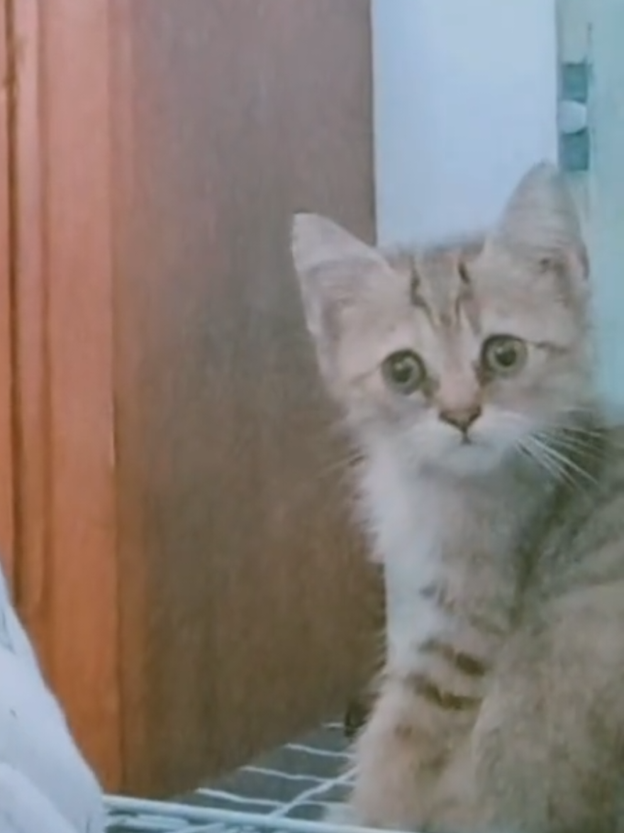 tempat bobo si BuBa😺 #kitten #lucu #cute 