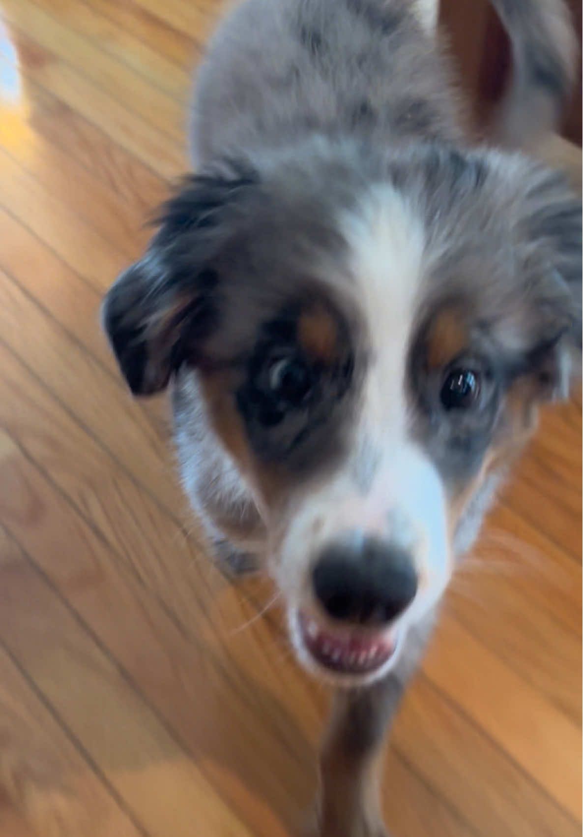 this boy does not stop moving 😂😫🤪  #dogsoftiktok #puppytok #doglife #puppylife 