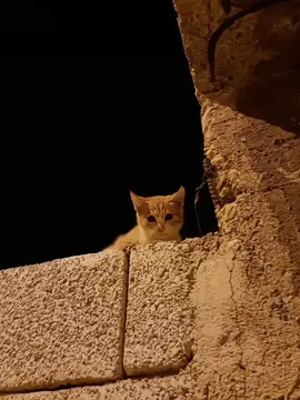 Ed sheeran-Perfect  #edsheeran#perfect#lyrics#cat