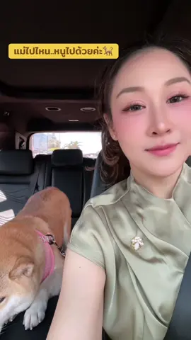 #shiba #shibainu 🥰🐕🐕🐕 