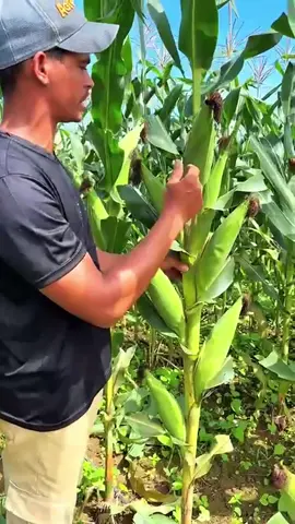 Toko ini saat ini didukung oleh TikTok Shop, diskon 50% di seluruh toko dan gratis ongkir ke wilayah tertentu. #benih jagung berkualitas #Hasil panen 3 hingga 4 tongkol jagung per tanaman