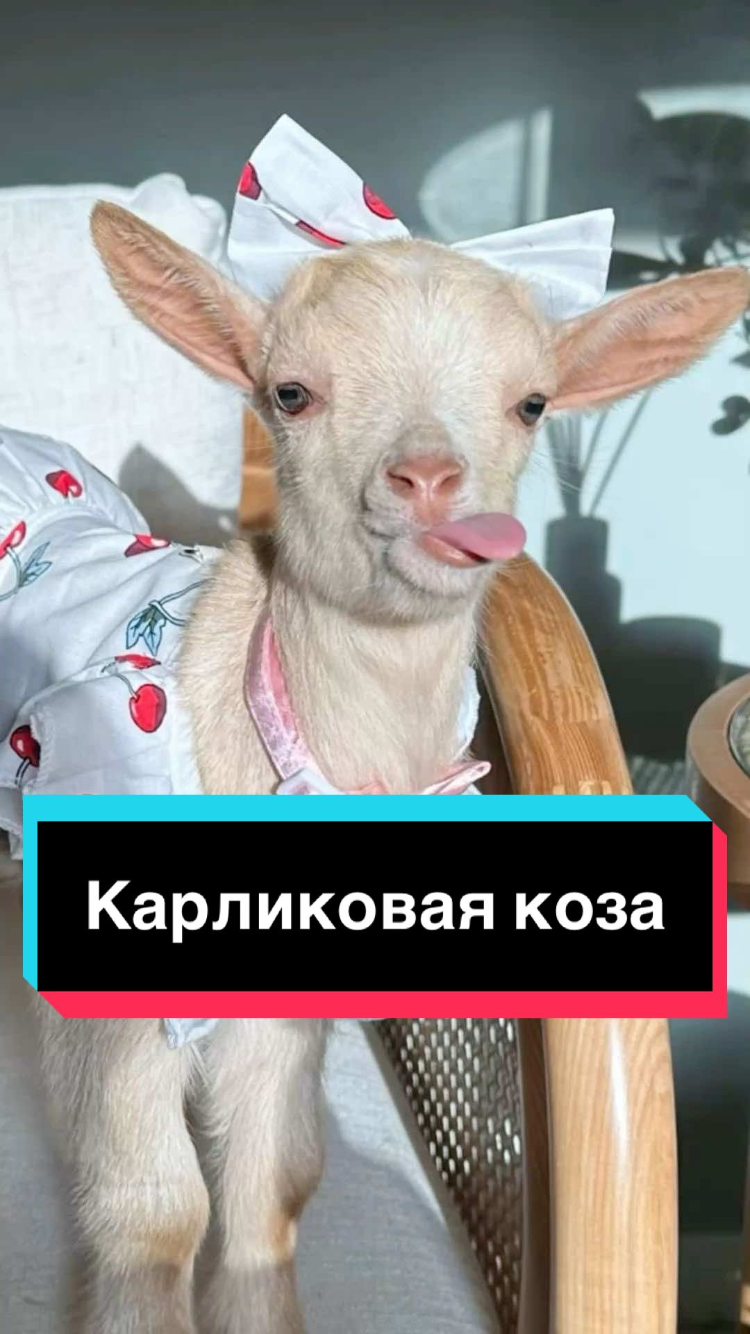 #карликоваякоза #pygmygoats #животное #коза #goats 
