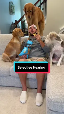Dogs have that selective hearing… #dog #goldenretriever 