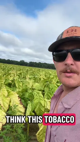 N.C. Tobacco! Pretty cool! #fyp #farming #capcut #nc