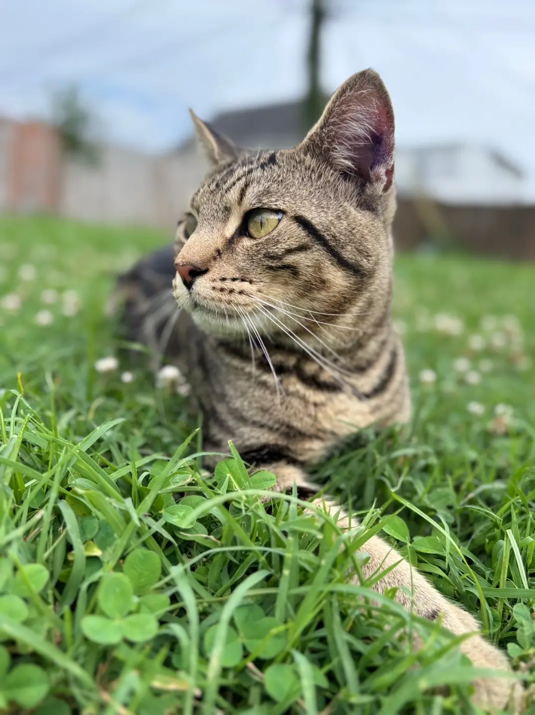 #fypviralシ゚viral😶😊🦋🌼 #fypviraltiktok🖤シ゚☆♡ #foryoupage #parati  te amo max gracias x estar aki conmigo 😽🐈😺