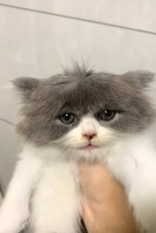 The cat was played with by its owner #fypシ #funny #pet #tiktok #cat #fypシ゚ #cats #funnycat #fyp 