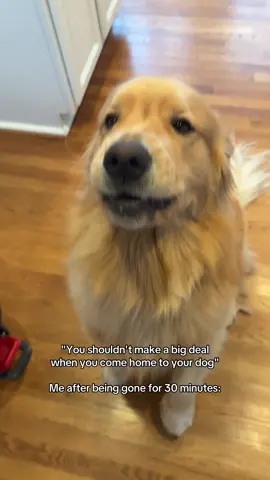 His little hop up 🥲 #goldenretriever #dogsoftiktok #funnydogs 