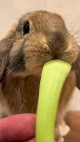 ミータのもぐもぐ　チンゲンサイ#うさぎ #ロップイヤー #ASMR #咀嚼音 #Rabbit 