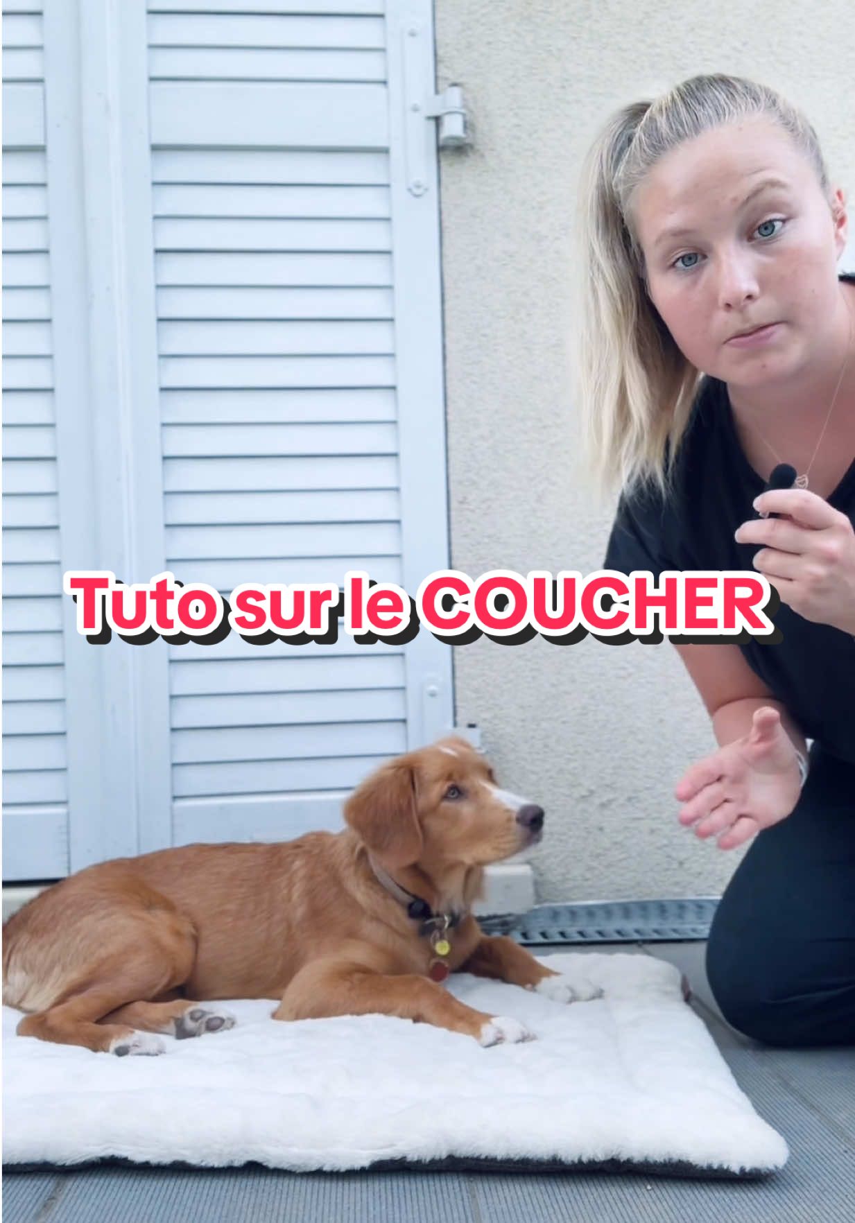 Aujourd’hui c’est TUTO !  Je vous montre comment apprendre à votre chien à se coucher avec 3 astuces ! 🐾🎓 AU BOULOT !  @Amber_the_nova  #comportementalistecanin #educationcanine #chien #educationbienveillante #novascotiaducktollingretriever   