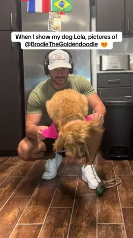 Please tag him in the comments. Lola would love to meet him 🥰 #fyppppppppppppppppppppppp #fyp #minigoldendoodle 
