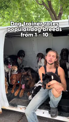 DOG TRAINER RATES BREEDS. PT.19. #dog #DogTraining #dogpsychology #dogbehavior #doglover #dogbreeds #dogtrainingtips #dogtrainingadvice #bassethound #beagle #hound #hounddog #smallbreeddogs #dogbreeding #doghealth #aggressivebreed