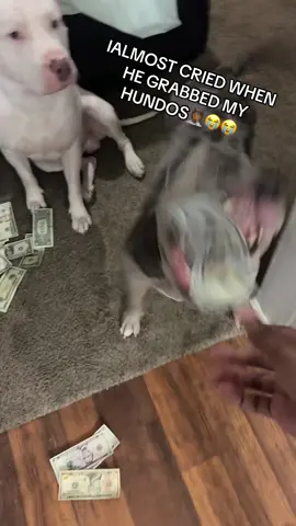 SEE IF THIS BLOW UP LIKE HIS BROTHERS😏😂😂 #dog #pitbull #bully 