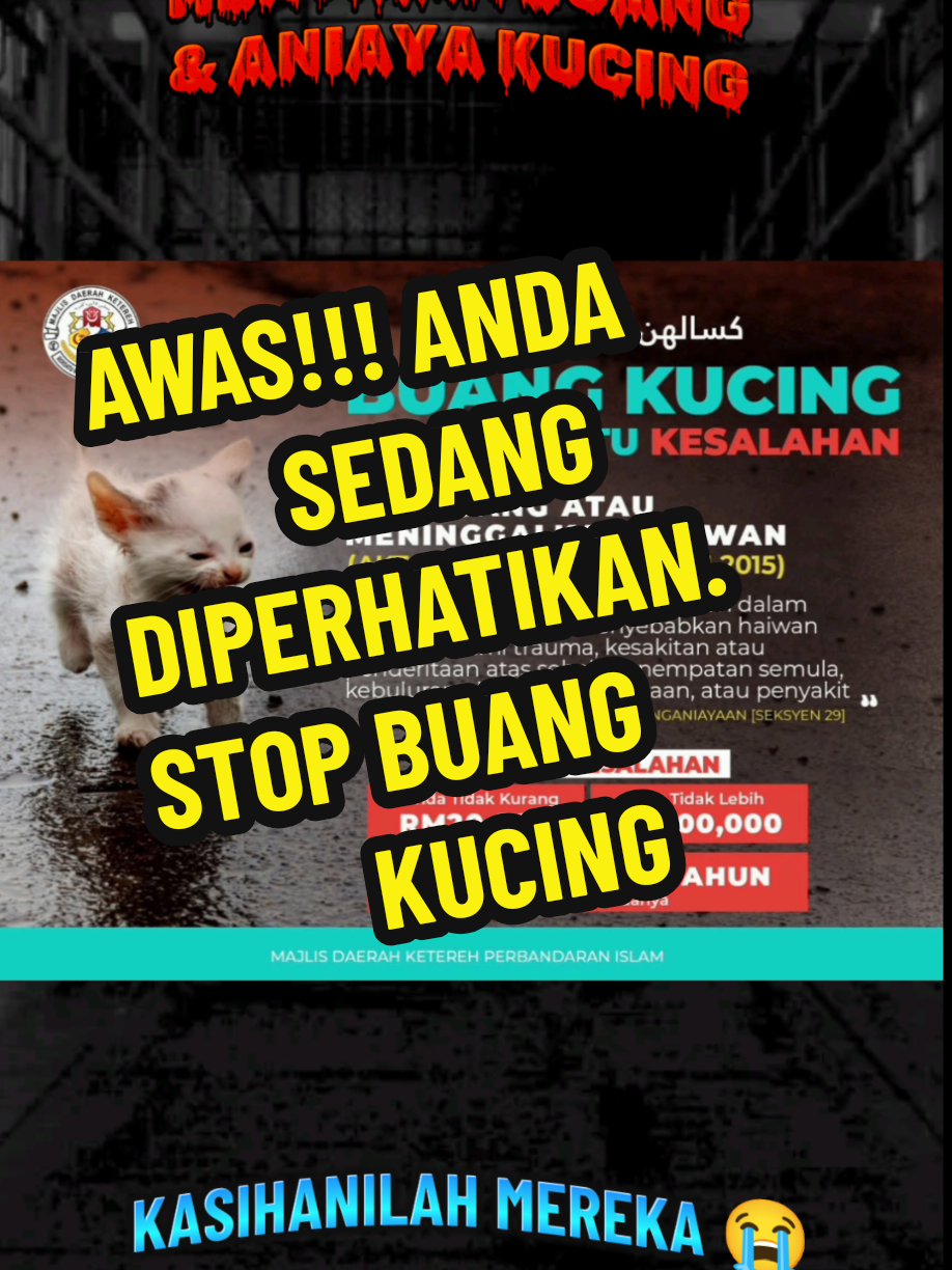 DILEMA SEORANG AKU PENCINTA KUCING DENGAN PENGETUA YANG ANTI KUCING 😭 Mohon sangat-sangat kepada insan-insan di luar sana, cukup-cukuplah buang dan aniaya kucing. Lain pengetua lain caranya. Pengetua sebelum inj selalu ingatkan saya supaya berbudi pada kucing sebab kucing juga bawa keberkatan pada sekolah.  Tapi pengetua sekarang terlalu tidak suka pada kucing.  Saya sendiri dalam perhatian pengetua sebab selalu beri makan kucing-kucing yang tuan puan buang kat sekolah dan asrama sekolah kami.  Atas rasa kasihan dan memang saya dan kucing berpisah tiada jadi saya akan bawa makanan kucing ke sekolah.   Dah banyak ekor saya bawa balik kucing-kucing yang dibuang di sekolah dan di asrama ke rumah. Terbaru saya bawa balik kucing baru beranak. Memang kalau ada tempat, saya akan bawa balik semua kucing yang di buang di sekolah tapi saya perlu kurung sebab kawasan rumah saya banyak ular sawa. Jika kucing berkeliaran di luar akan jadi mangsa ular sawa.  Dalam minggu ni 2 ekor dapat ditangkap semasa sedang makan ayam waktu malam. Kucing juga jadi mangsa mereka. Saya dah tak tahu nak buat macam mana untuk selamatkan kucing di sekolah 😭😭😭😭😭 #janganbuangkucing #fyp #pencintakucing #sayangihaiwan 