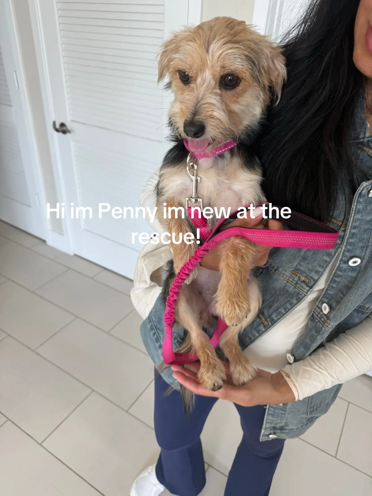 Pennys fostering journey was incredible! Selfishly I am so happy my parents adopted Penny because she is now officially a part of my family ❤️ She had so many fun adventures around Miami, met so many people, played with so many good doggies and loved every single minute! Fostering is SO important in today’s day in age of adoption because it gets dogs exposure to home life and shows people that there are dogs out there waiting to be adopted. If you are able to foster please share the kindness and make a difference in these dogs lives! You will forever be changed and grateful I promise you❤️