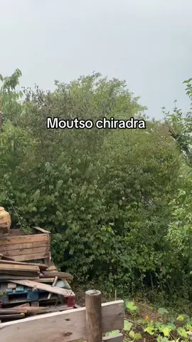 Moutso chiradra