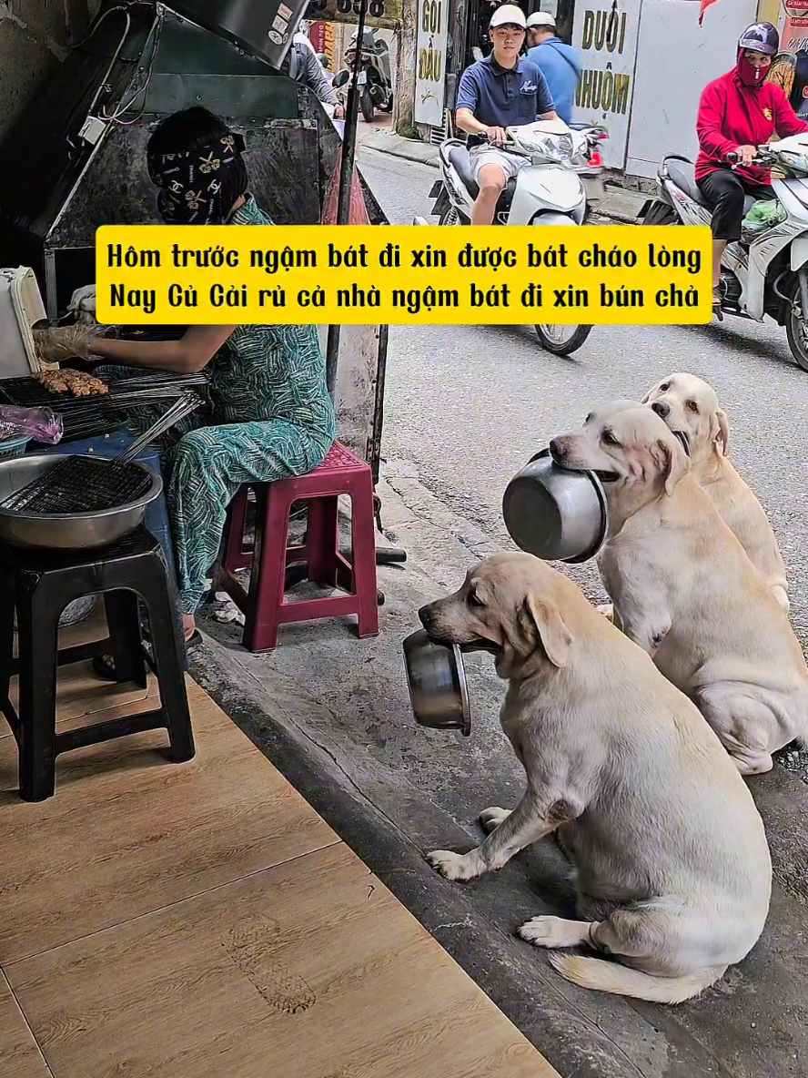 Hôm trước đi xin được bát cháo lòng, nay Cải béo liền rủ cả nhà ngậm bát đi xin bún chả đây ạ #funnydogs #yeuchomeo #cucaikimchi 