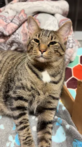 Such a happy green bean ❤️ #catsoftiktok #phoenix #fyp #trending #tabbycatsoftiktok 