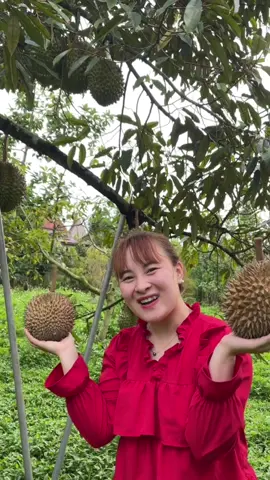 Sầu riêng hạt #chuyencuaduc #daklak #saurieng 