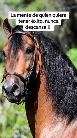 #caballoscolombia #caballoscolombianos #colombia somos amantes del caballo criollo colombiano…🐴🐴🐴