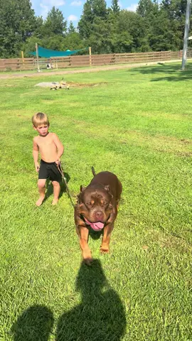 Little man walking his dog ❤️🥰 #americanbully #xlbully #Love #bullyworldiwde #best  