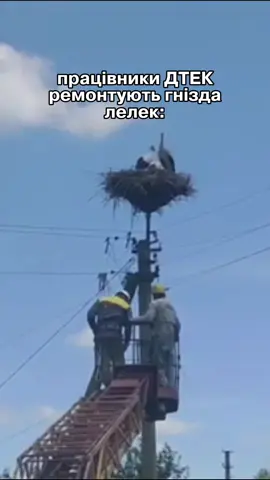 ніколи не зліть лелек і адміна цієї сторінки #дтек #світло #2025 