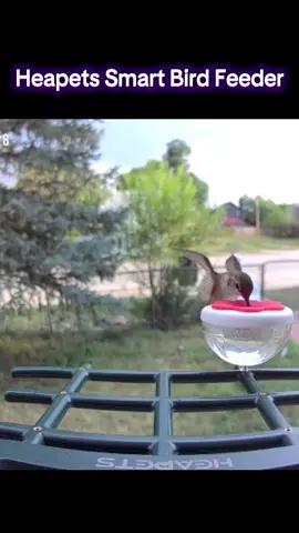 Notifications I get excited about 🥰😊. I looooove this bird feeder! #smartbirdfeeder #smartcamera #securitycamera #highquality #techtok