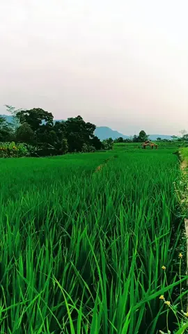 nu gawe di kota teu hyang balik ka lembur kitu #fypage #fyp 