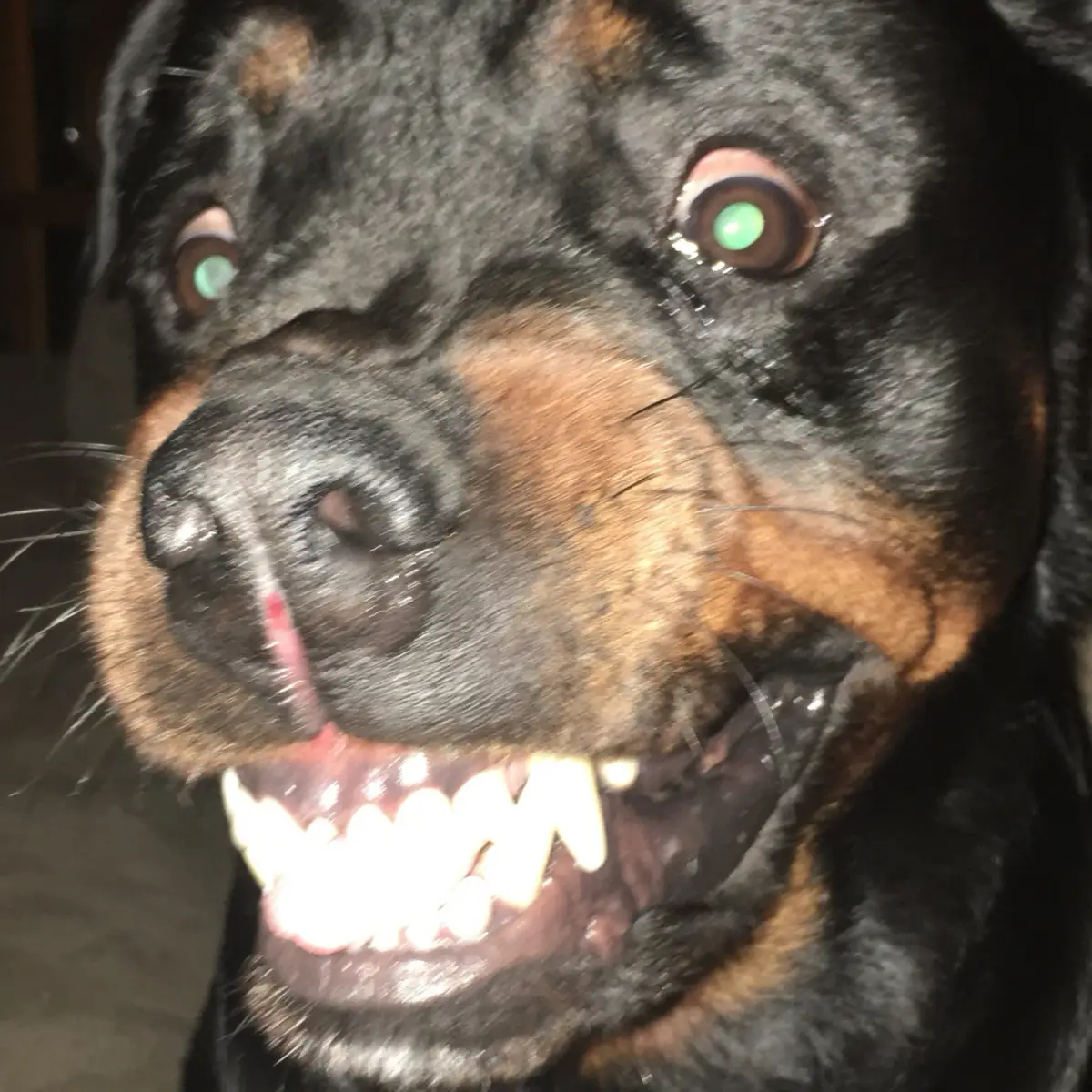 We let #TikTok do its thang and well here it is haha  #PetsOfTikTok #dog #rottweiler #dogs 