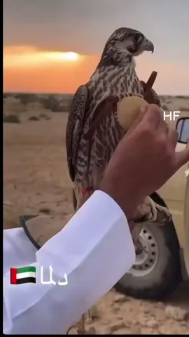 #شمال #الشعب_الصيني_ماله_حل #fyp #مقناص #شاهين 