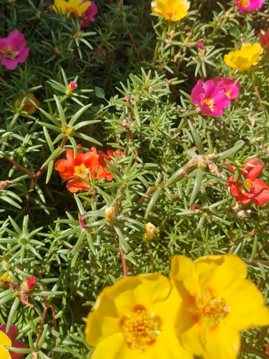 #flower #flowers #fyp #lov #nature 