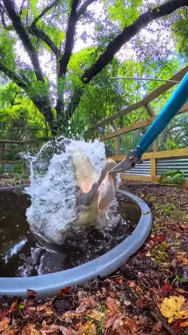 Talia the saltwater crocodile exploding out of the water to smash some chow! She’s got some serious speed and ferocity!!  Saltwater crocodiles are the largest living reptiles on Earth, with males reaching lengths over 20 feet and weighing more than 2,000 pounds. Native to Southeast Asia, northern Australia, and surrounding regions, they are powerful apex predators capable of taking down prey as large as water buffalo. Despite their name, saltwater crocs don’t meed salt and live in both salt and freshwater habitats, including rivers, estuaries, and coastal swamps. They have the strongest bite force of any animal. #crocodile #saltwatercroc #croc #animals #reptile  