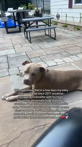 01/29/17 - 08/17/25🕊️ cherish the times with your pets bro. #pitbull #Love  