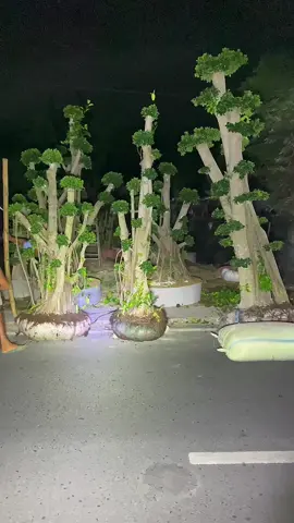 🤲😇 #dayflorist #dolarmikro #bonsaidolar #bonsaibali #bonsaitaman 
