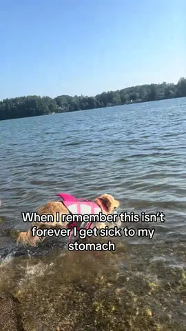 #goldenretriever #fyp #viral