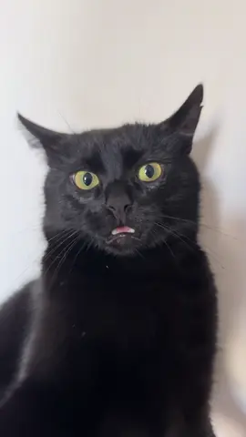 And again… #harryandarchie #blackcatsoftiktok #kikvikpik #harrythecat #blackpusi 