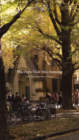 Another autumn destination you have to see for yourself, the University of Tokyo 🥹✨ these were taken on Nov 25th of last year, so it’s definitely a late autumn destination! Imagine this being your view on your way to class in the fall 😭🙌🍂🍁 #cozyvibes #autumn #falltok #tokyo #japan 