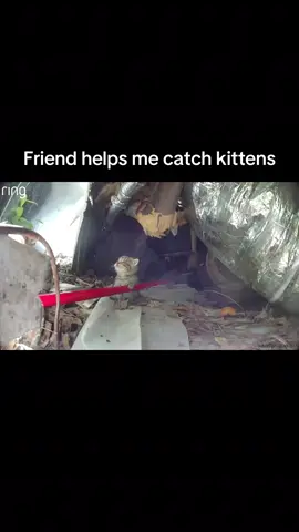 #cattok #catvideos #kitten #cat #adorable 