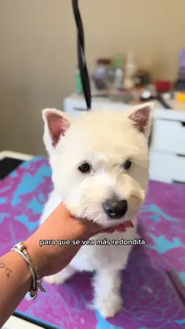 Maki es una perrita Westy Dog groomer El Paso Texas