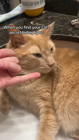 He’s like how #cattok #funny #fyp #foryoupage #funnycat 