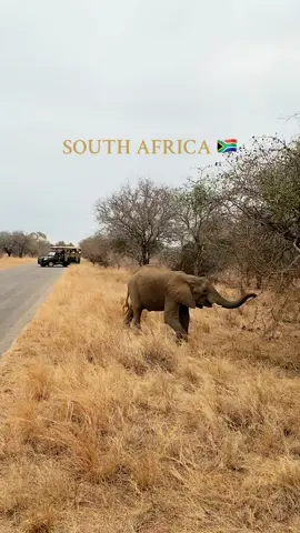 🌍 🦁 🦒 🦓 🐘 #Safari #lion #southafrica #nature #travel 