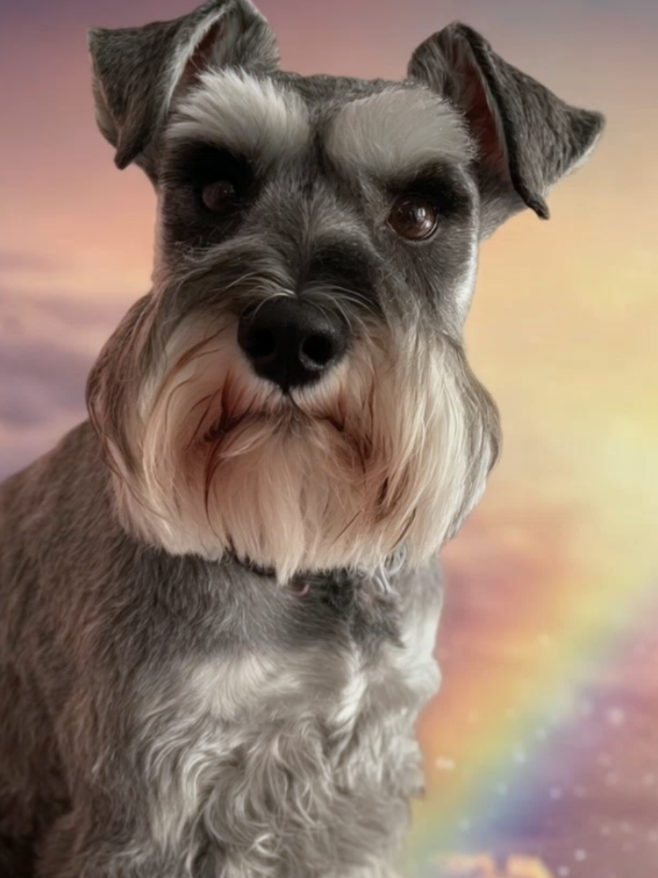 Hey @swester423 ,here's the video with the Mini Schnauzer on the rainbow bridge! 🌈🐶 Hope you like it! #RainbowBridge #MiniSchnauzer #PetTok #DogLovers #FYP 