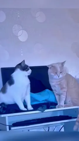 我的貓咪是演員#catsoftiktok #catlover #funnyvideos #interesting #cute 
