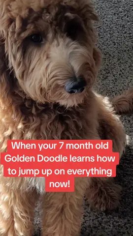 Hello everyone! Meet Marlo he's 7 months old and very curious and  energetic!! #viralvideo #creatorsearchinsights #viraltiktok #dogs  #dogsoftiktok 