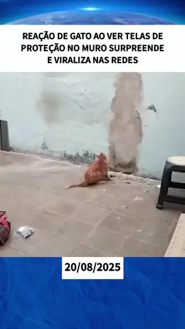 Reação de gato ao ver telas de proteção no muro surpreende e viraliza nas redes #viral #ultimasnoticias #noticias 