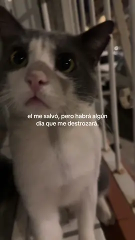 que haría sin el#gatito #simba #fyp #teamo 