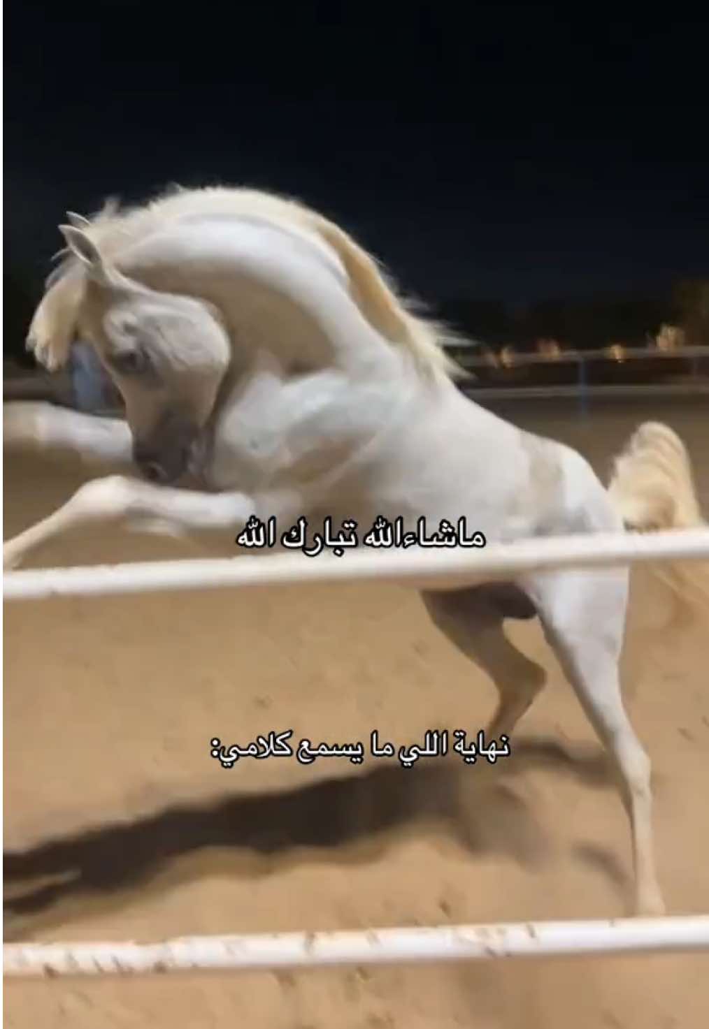 قلتلو ابعد عن الحديد لكن ما يسمع الكلام!! الله يحميه يارب ويبعد عنو كل سوء  #ماشاءالله_تبارك_الله #اصيل_العز #fypシ #explore #خيل_وخياله🐎 