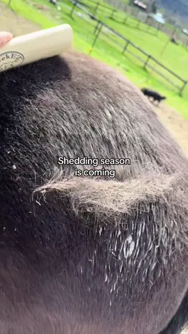 I love that it also works on my dogs! #sheddingseason #tiktokfinds #shedding #horsetok #goodfinds 