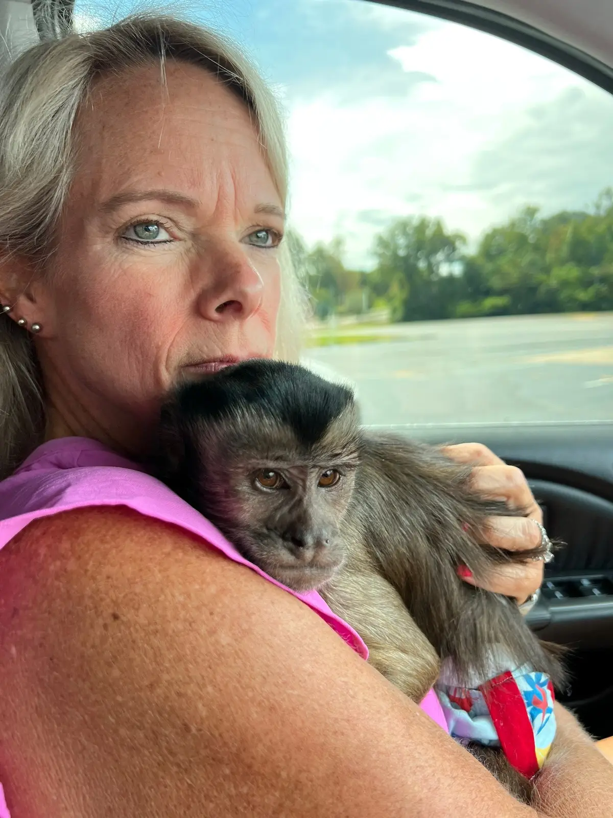 Little Linky!! It looks like his tufts might be peaking through☺️ #oliverlincoln #sweetmonkey #capuchin #monkey #monkeysoftiktok 